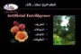 هذه الشريحة تمثل عينة لإحدى المحاضرات في مجال هندسة القرار